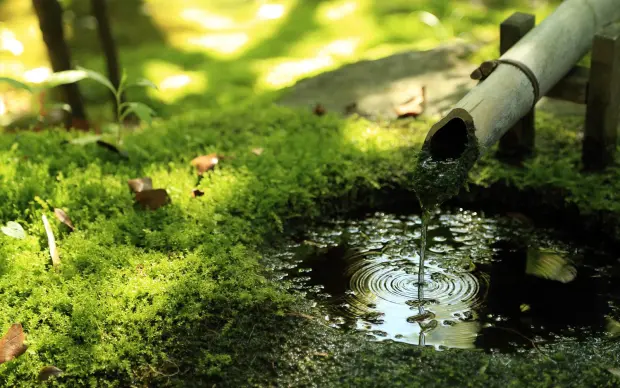 梅の花 太宰府別荘自然庵